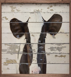 Dairy Cow